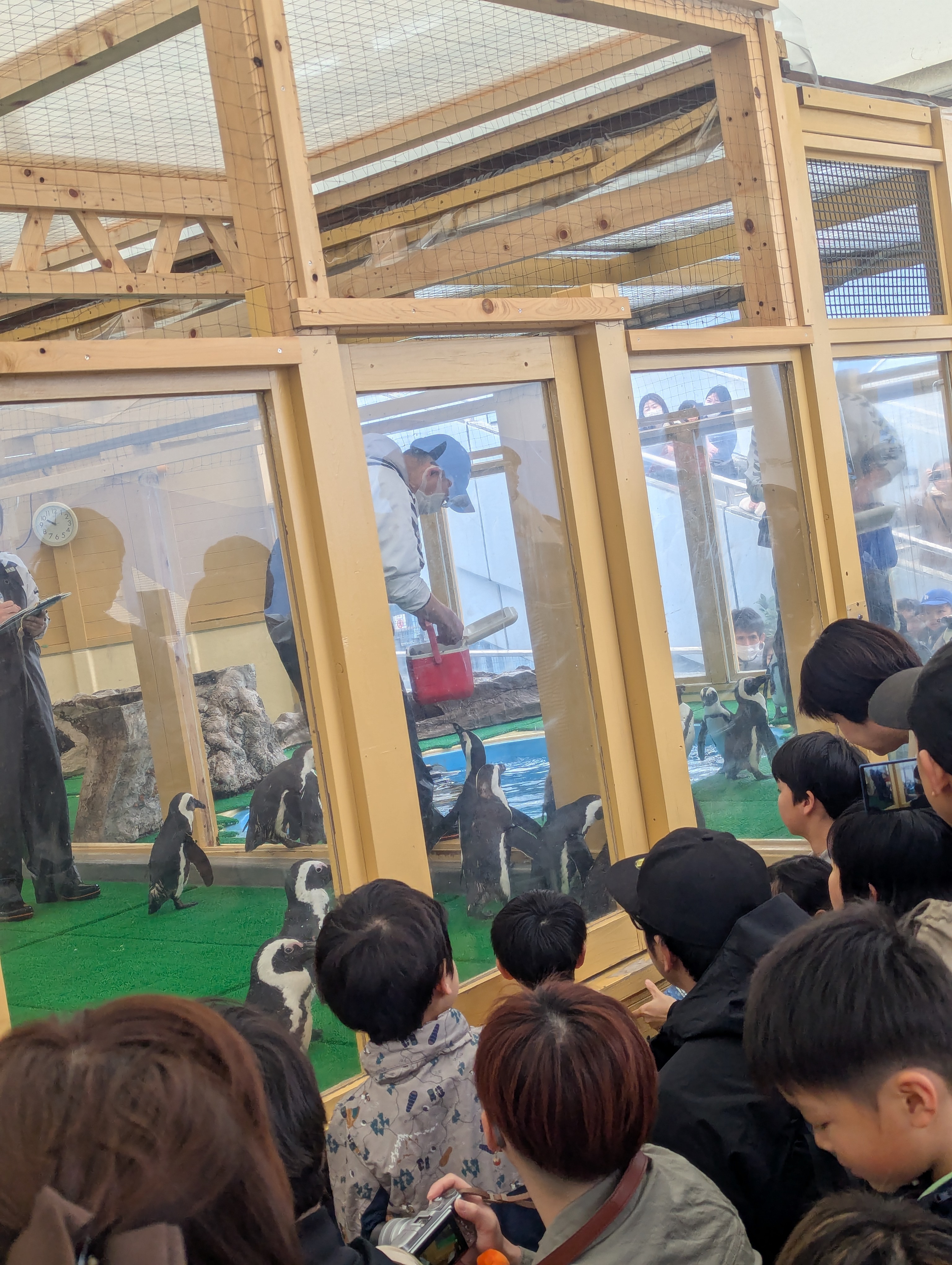 ペンギンの餌やり